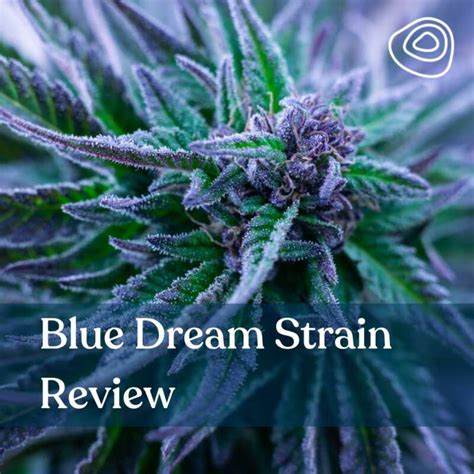 Blue Dream Weed Strain