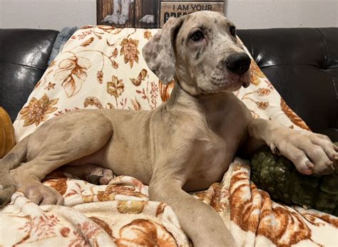 AKC Blue Fawn Merle Female Great Dane looking for a forever home