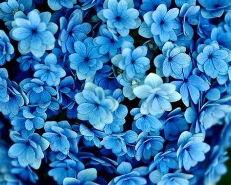 Blue Flower Background