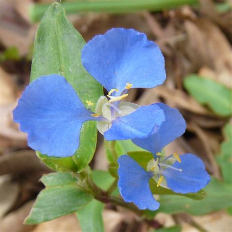 Blue Flower Weed Australia