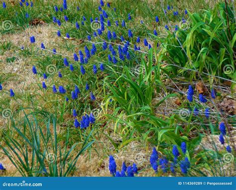 Blue Flower Weed In Grass
