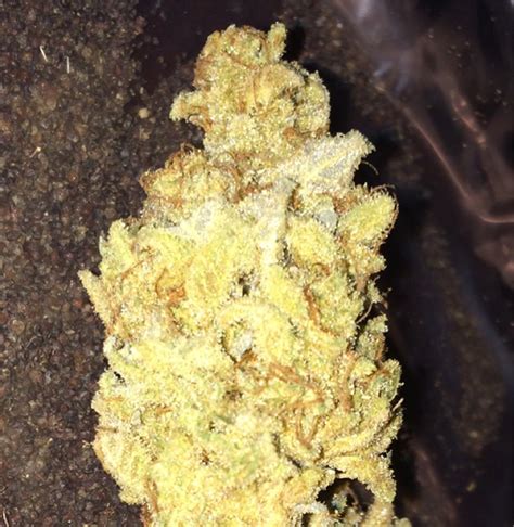 Blue Frost Weed Strain