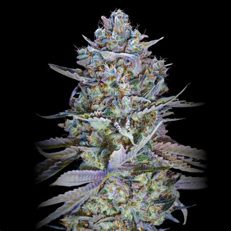 Blue Ghost Weed