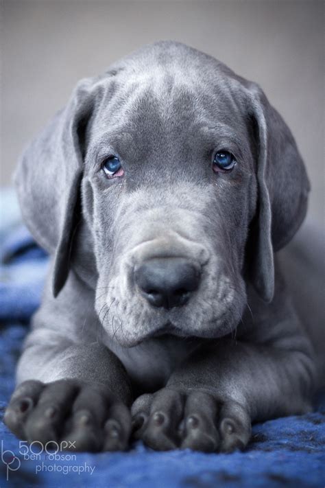 Blue Great Dane Baby: The Gentle Giant