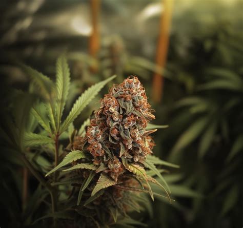 Blue Guava Weed