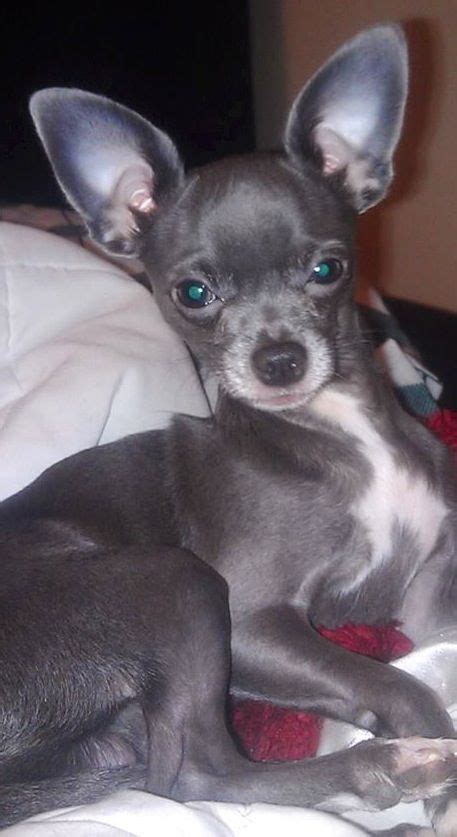 Beautiful Rare Blue chihuahua pup in Little Hulton, Manchester Gumtree