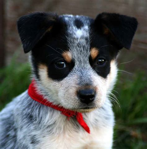 Blue Heeler Puppies For Sale In Iowa