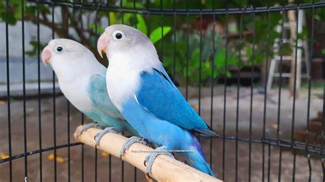 Blue Ice Lovebird