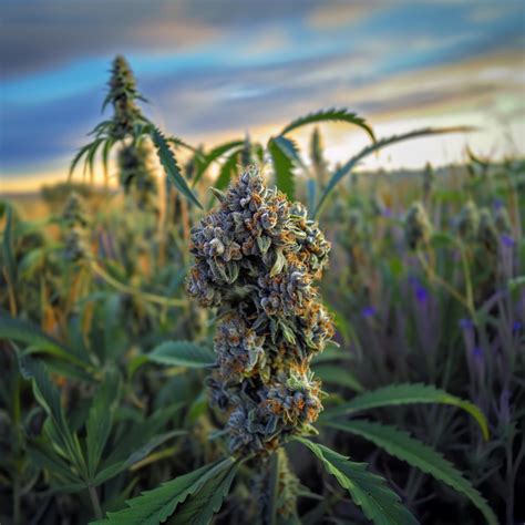 Blue Jager Weed