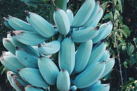 Blue Java Bananas