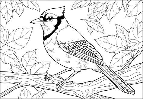 Blue Jay Coloring Page
