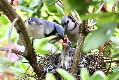 Blue Jay Mating and Nesting
