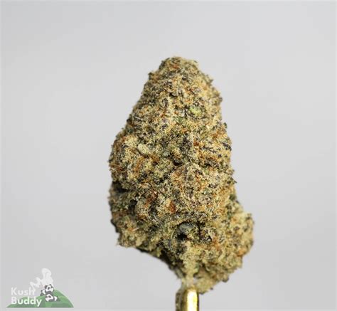 Blue Jay Weed Strain
