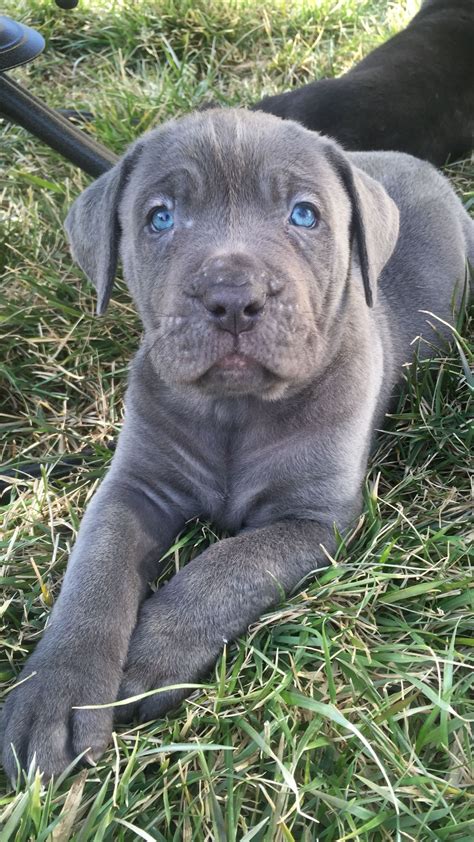 Blue Male Cane Corso Blue Kings Cane Corso