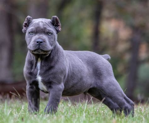 Blue Cane Corso Male for SALE in Houghton Regis, Bedfordshire Gumtree