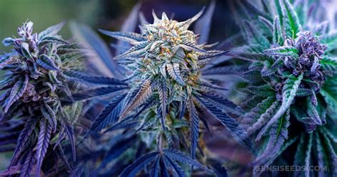 Blue Kush Weed