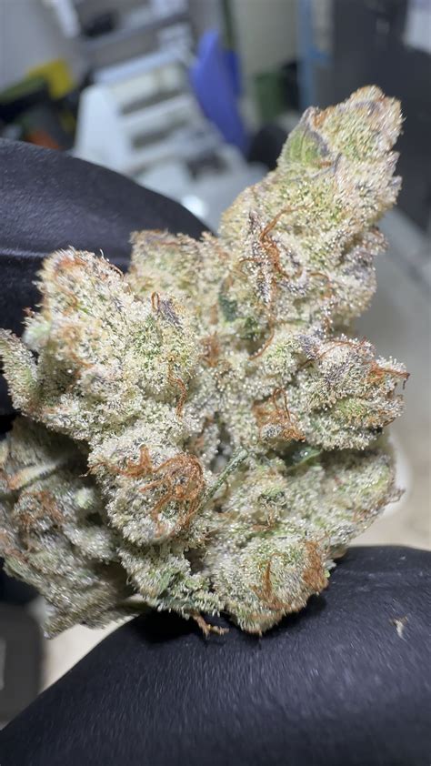 Blue Lagoon Weed