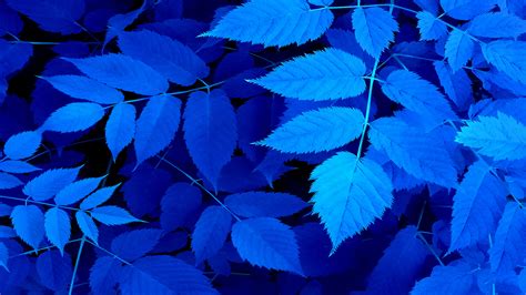 Blue Leaves Wallpaper