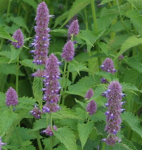Blue Liquorice Weed