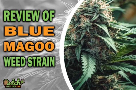 Blue Magoo Weed