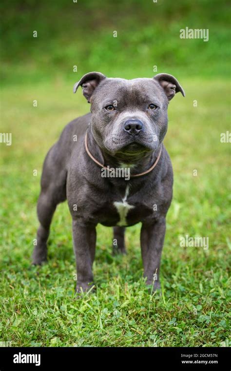 Blue Male American Staffordshire Terrier: The Loyal And Loving Companion