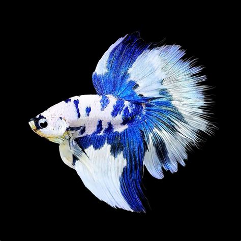Blue Marble Betta Fish