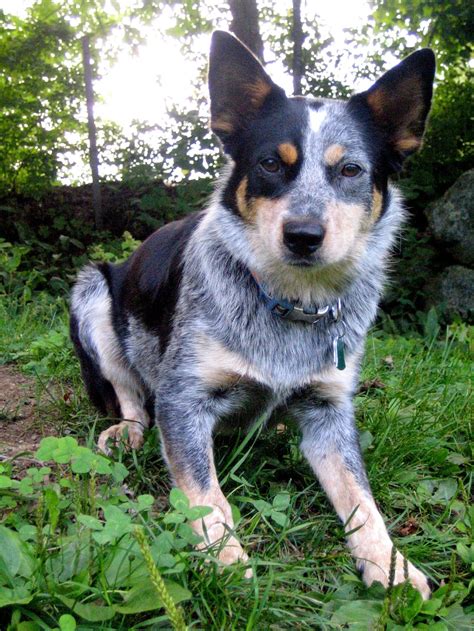 Border Collie x Blue Heeler Blue Merle Female Dogs & Puppies
