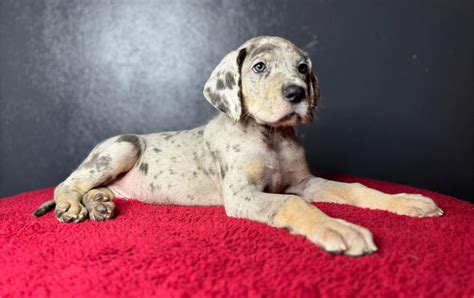 AKC Blue Merle Tan Point Female Great Dane looking for a forever home