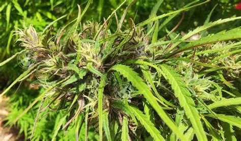 Blue Mountain Weed