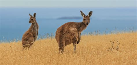 Blue Mountains Wildlife