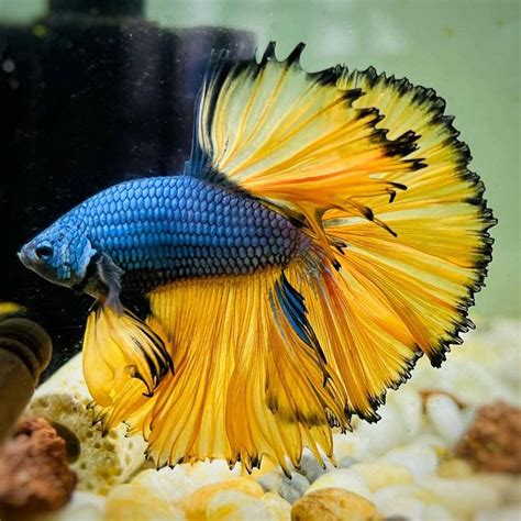 Blue Mustard Betta