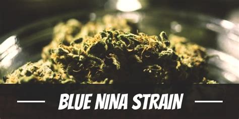 Blue Nina Weed