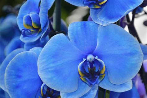 Blue Orchid Flower