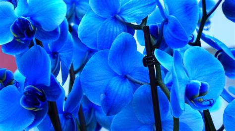 Blue Orchid Flower Images