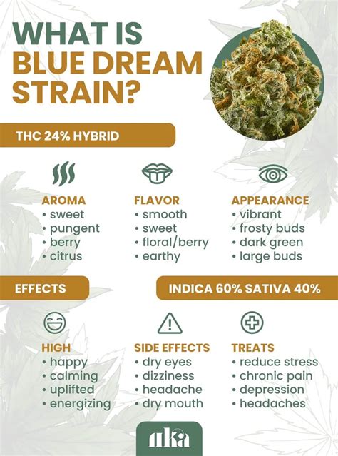 Blue Oyster Weed Strain