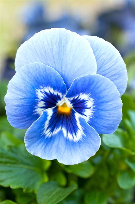 Blue Pansy Flower
