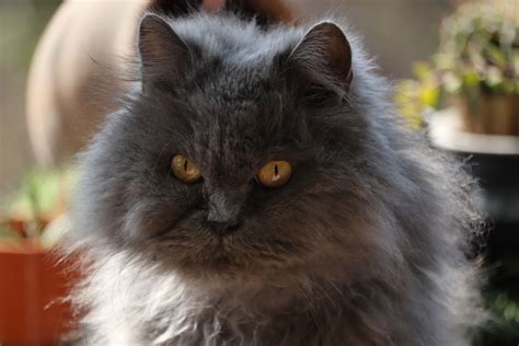 Blue Persian Cat