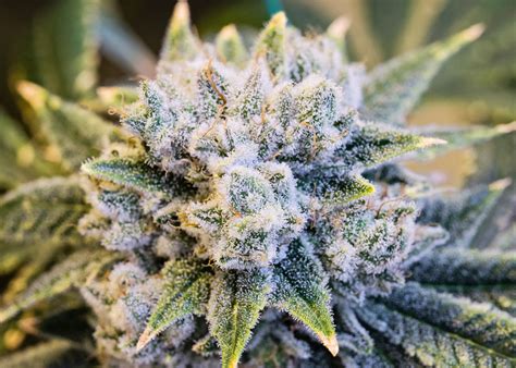 Blue Q Weed