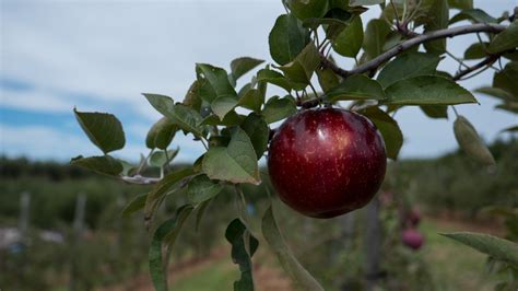 Blue Ridge Apple Farm