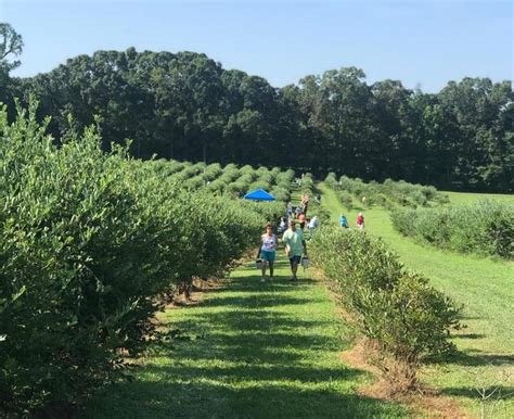 Blue Ridge Tree And Berry Farm