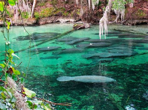 Blue Springs State Park Florida