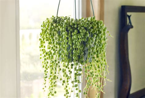 Blue String Of Pearls Plant