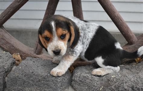 Bluetick Beagle Puppies For Sale In Nc Park Art