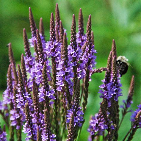 Blue Vervain Weed