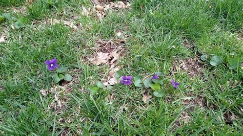 Blue Violet Weed Control