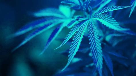 Blue Weed Wallpaper