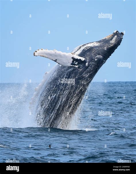 Blue Whale Breaching