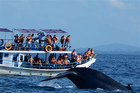Blue Whale Mirissa