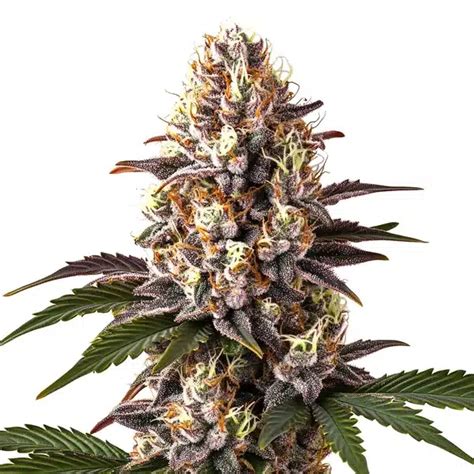 Blue Widow Weed