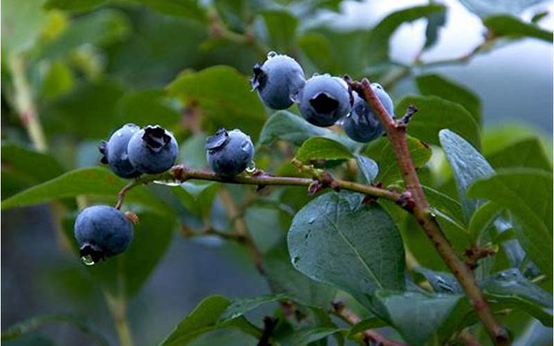 Blueberries In Wisconsin